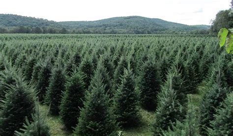 Viewers' Choice 2016: Best Christmas tree farm in New Hampshire
