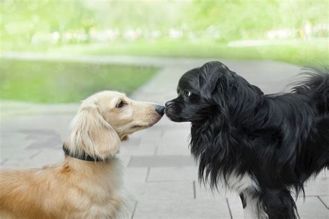 Can Dogs Fall In Love With Each Other Canine Bonding Explained