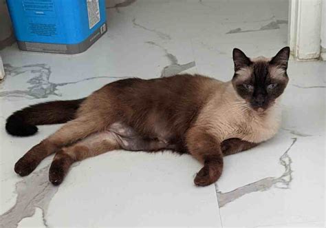 Sweet Seal Point Siamese Cat For Adoption In Spring Hill Florida