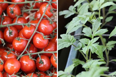 Diese gemüse kannst du auch in der wohnung ziehen. Tomaten im Winter in der Wohnung züchten - so ernten Sie ...