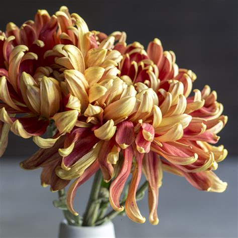 19 Stunning Fall Chrysanthemums Sunset Magazine