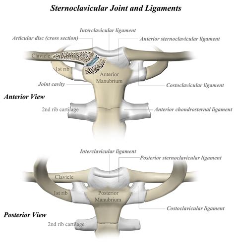 Pivot Joint Anatomy