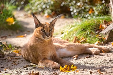 Caracal Pictures Download Free Images On Unsplash