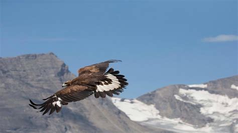 Eagle Attack Very Dangerously On Mountain Goat By Throwing It From