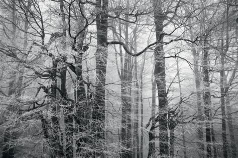 Szabó Zsolt András Landscape Photography Haunted Forest Landscape