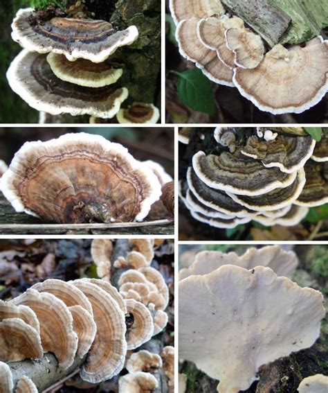 Turkeytail Bracket Fungi Images The Mushroom Diary Uk Wild Mushroom