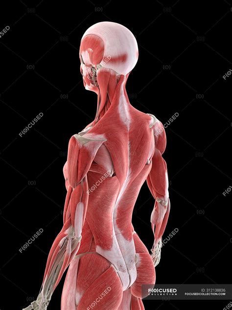 Back Muscles Anatomy : Back Workout Routine Best Exercises For Mass