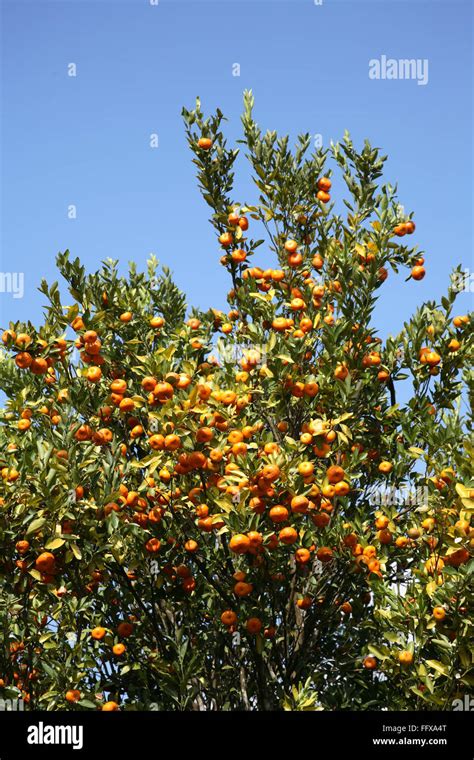 Fruits Oranges On Tree Citrus Reticulata Clementin Rutaceae On The