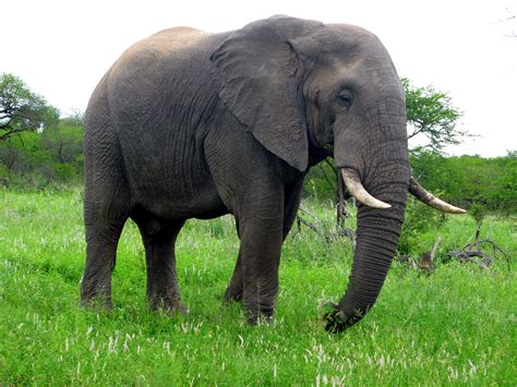 Free Images : animal, wildlife, africa, mammal, fauna, grassland