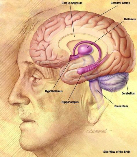 scientists discover how to implant false memories with images brain diagram brain facts