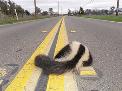 Maybe you would like to learn more about one of these? E&P Middle Of The Road Club Q4 2018 Review: A Dead Skunk ...