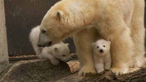 Baby Polar Bear Cubs Cute Baby Animals Pinterest Baby Polar Bears