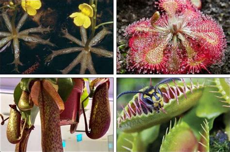 15 Plants That Eat Animals Carnivorous Plants List