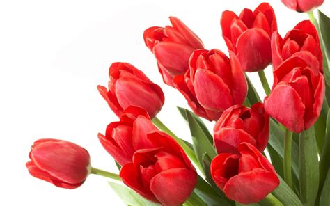 Wallpaper Red Tulips Wallpapers