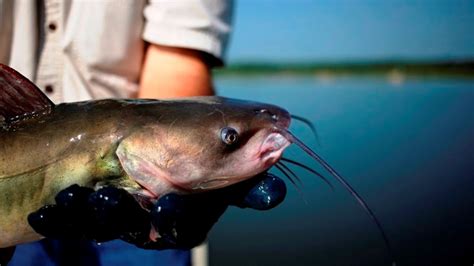 The counties with the highest production are dallas, greene, and hale, where the. How Alabama catfish is helping to keep the world's fish ...