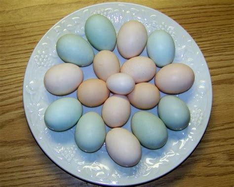 Silkie Chicken Eggs They Still Need Plenty Of Food And