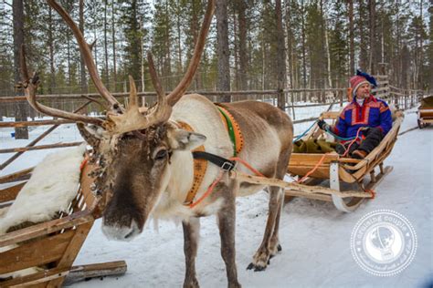 The Culture Of Sami Reindeer Herding In Finnish Lapland