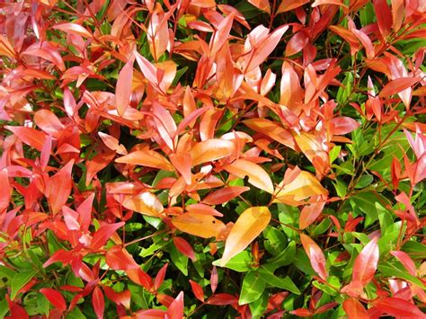 Contoh gambar bunga pucuk merah tanaman, contoh gambar bunga pucuk merah bonsai, contoh gambar bunga pucuk merah harga, contoh gambar bunga pucuk merah, contoh gambar bunga pucuk arjuna, contoh gambar bunga hitam putih untuk diwarnai, contoh gambar bunga matahari, contoh gambar bunga lengkap, contoh gambar bunga ragam hias flora, contoh gambar bunga bangkai, contoh gambar bunga 3 dimensi. File:Bunga pucuk merah (10).JPG - Wikimedia Commons