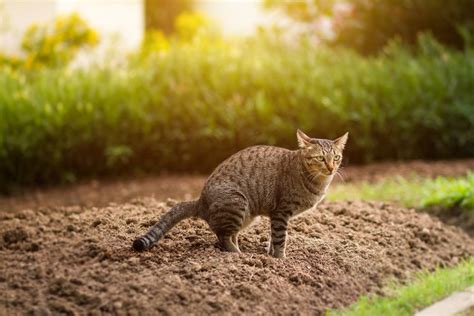Maybe you would like to learn more about one of these? Katzenkot im Garten: was tun? | Kaffee & Co