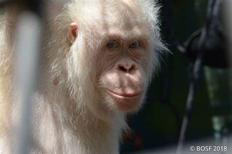 Meet Alba The Albino Orangutan With Her White Fur And Piercing Blue