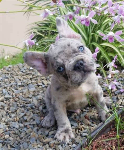 Find french bulldog puppies and breeders in your area and helpful french bulldog information. Monicea: French Bulldog Puppies Lavender