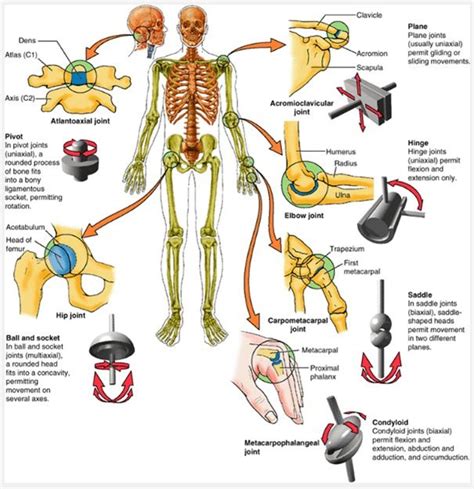 Bone basics and bone anatomy. Best 25+ Synovial joint ideas on Pinterest | Human joints, Bone color and Joints in human body