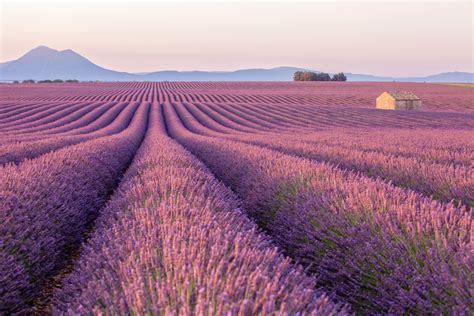 Provence Melhor época Campos De Lavanda Passeios E Mais Viagem E
