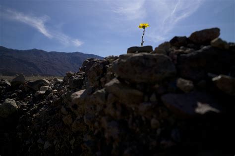 The bloom is moving north! Wildflowers bloom in Death Valley National Park