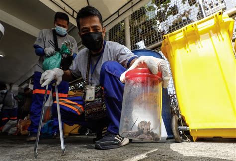 Philippines Launches Cash For Rats Scheme Amid Disease Fears La