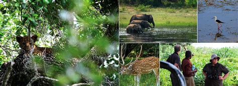 Yala National Park Wildlife Safari Holidays In Sri Lanka Wildlife
