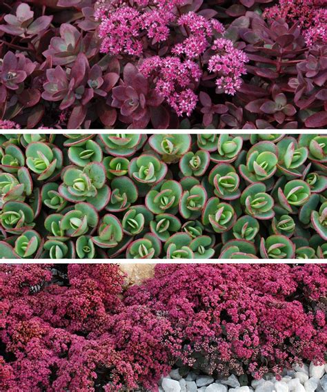 Live Sunsparkler Sedum Collection Set Of Three By Seedling And Sprout