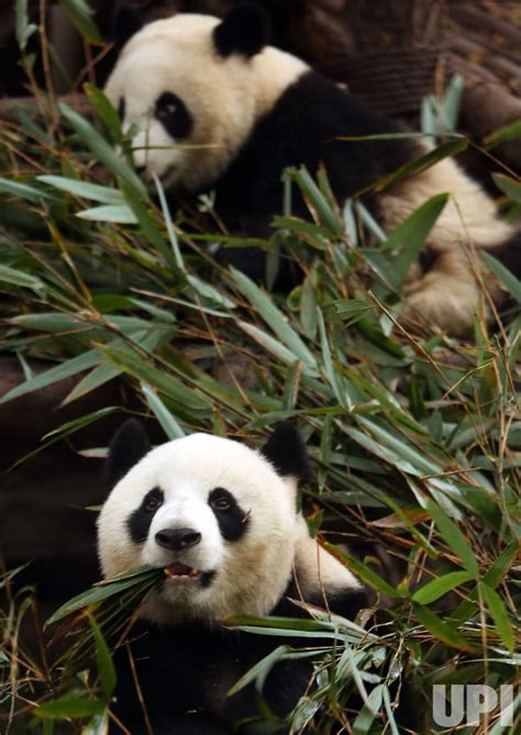Photo Giant Pandas Eat At The Panda Research Base In Chengdu China