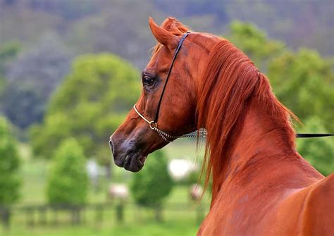 Use them in commercial designs under lifetime, perpetual & worldwide rights. 100+ Arabian Horse Names: Ideas for Distinct & Smooth ...