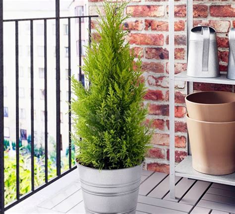 Thuja Care And Grow At Home In Pots