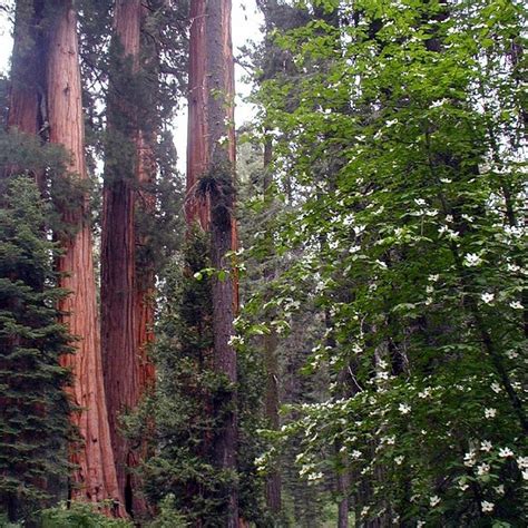 Turismo E Viagem Para Sequoia And Kings Canyon National Park 2023