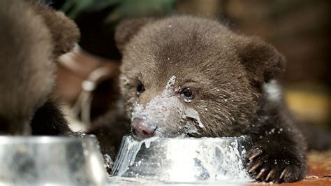 Bbc Bbc Scotland 10 Photographs Of Rescued Orphan Bear Cubs To Warm