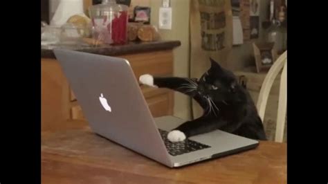Computer Cat Youtube