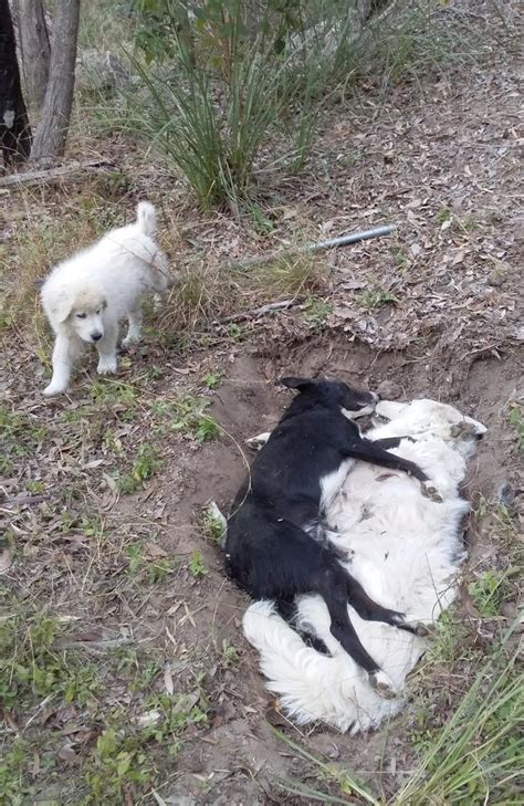 1080 In Australia Pet Dogs Killed In Queensland Photos