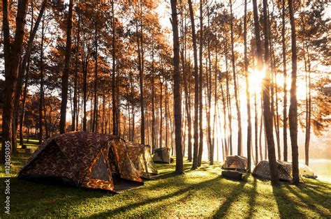 Foto Stock Camping And Tent Under The Pine Forest In Sunset At Pang Ung