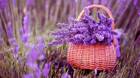 1920x1080 Basket Of Lavender Purple Flower 1080p Laptop Full Hd Wallpaper Hd Flowers 4k