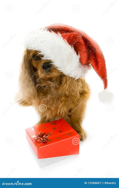 Cute Dog In Santa Hat And Box With T Stock Image Image Of Holiday