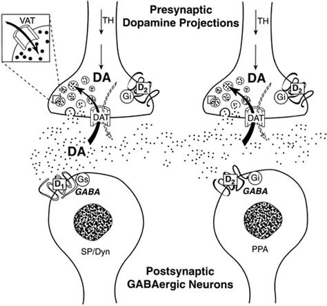Dopamine Receptors From Structure To Function Physiological Reviews