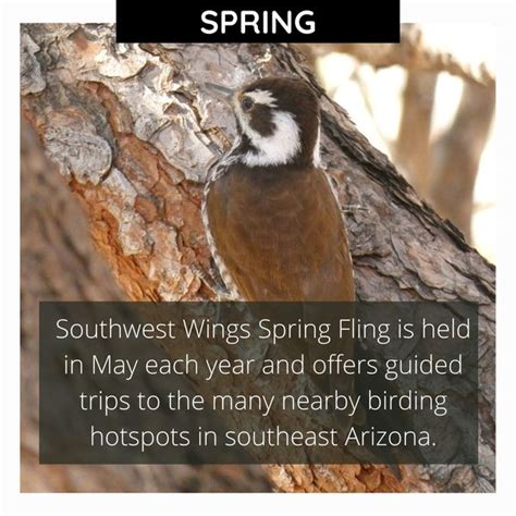 Southwest Wings Spring Fling Explore Cochise