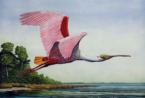Roseate Spoonbill In Flight