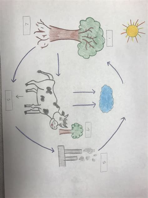Carbonoxygen Cycle Diagram Quizlet