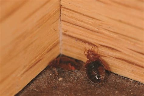 Bed Bug Inspections And Treatment Wil Kil Pest Control