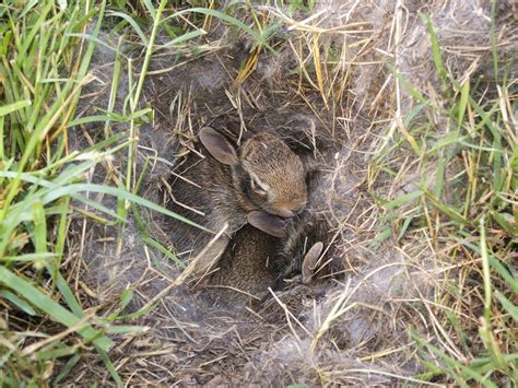 Image result for image of wild rabbit sleeping in nest Rabbit Nest