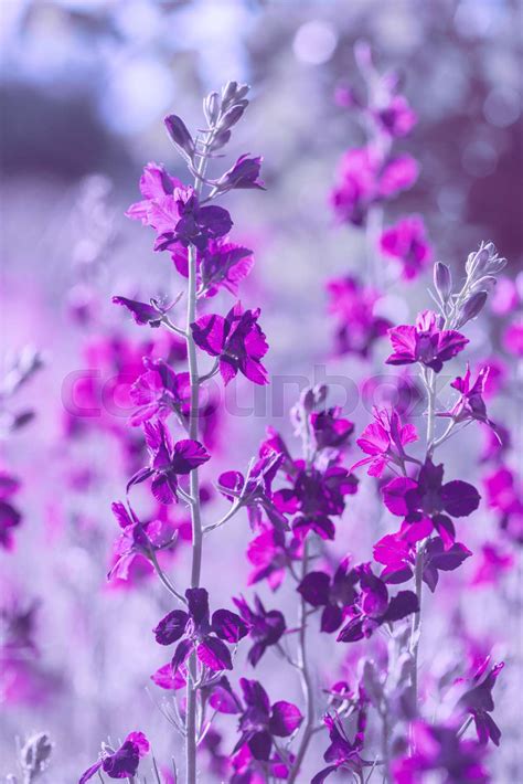 Purple Wild Flowers Stock Image Colourbox