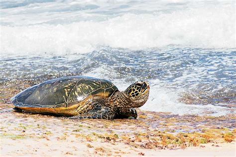 Sea Turtle Gallery Paul Riccardi Photography And Art
