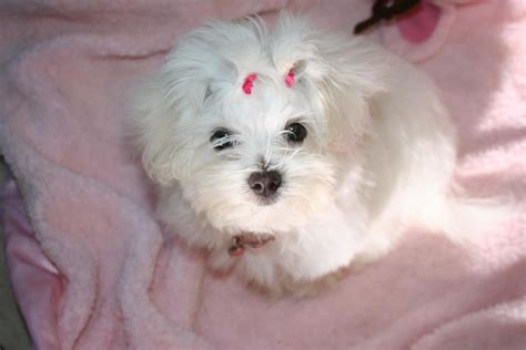 Pics Of Your Malt As A Baby Page 7 Maltese Dogs Forum Spoiled